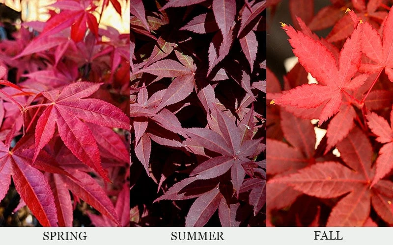 Rhode Island Red Japanese Maple - 3 Gallon Pot (ON SALE) 5 Rhode Island Red Japanese Maple - 3 Gallon Pot (ON SALE) - Image 5