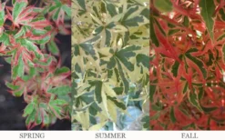 Beni Schichihenge Japanese Maple - 5 Gallon Pot -Garden & Outdoors acer palmatum schichihenge japanese maple 3