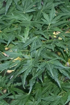 Seiun Kaku Japanese Maple - 3 Gallon Pot 14 Seiun Kaku Japanese Maple - 3 Gallon Pot -Garden & Outdoors acer palmatum seiun kaku japanese maple 11