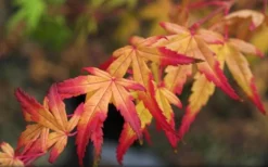 Seiun Kaku Japanese Maple - 3 Gallon Pot 15 Seiun Kaku Japanese Maple - 3 Gallon Pot -Garden & Outdoors acer palmatum seiun kaku japanese maple 13