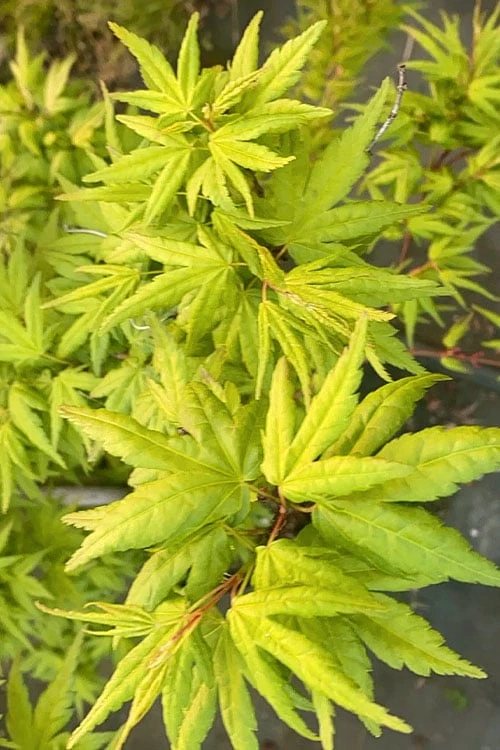 Seiun Kaku Japanese Maple - 3 Gallon Pot 1 Seiun Kaku Japanese Maple - 3 Gallon Pot