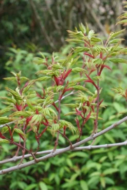 Seiun Kaku Japanese Maple - 3 Gallon Pot 19 Seiun Kaku Japanese Maple - 3 Gallon Pot -Garden & Outdoors acer palmatum seiun kaku japanese maple 4