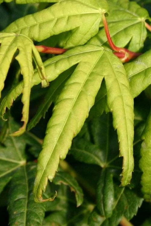 Seiun Kaku Japanese Maple - 3 Gallon Pot 4 Seiun Kaku Japanese Maple - 3 Gallon Pot - Image 4