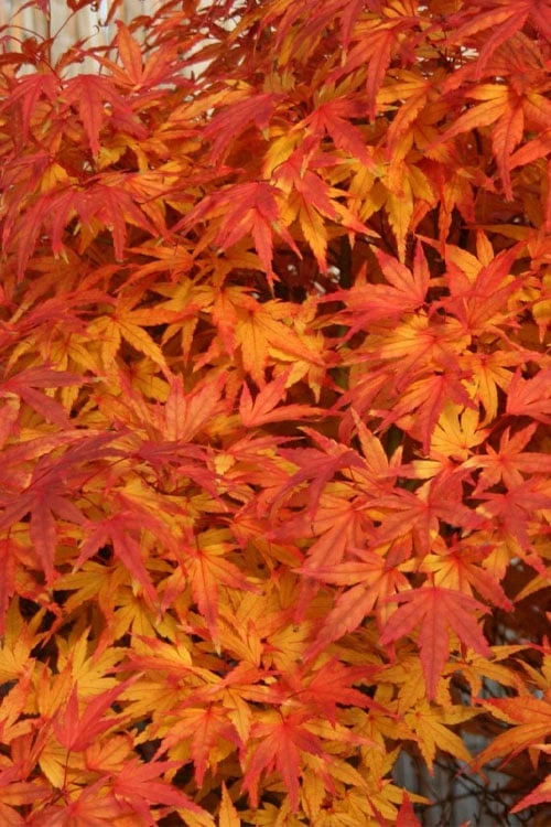 Seiun Kaku Japanese Maple - 3 Gallon Pot 7 Seiun Kaku Japanese Maple - 3 Gallon Pot - Image 7