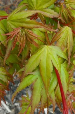 Sekka Yatsubusa Japanese Maple - 3 Gallon Pot -Garden & Outdoors acer palmatum sekka yatsubusa japanese maple 1