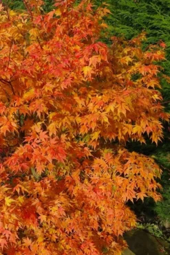 Sekka Yatsubusa Japanese Maple - 3 Gallon Pot -Garden & Outdoors acer palmatum sekka yatsubusa japanese maple 3