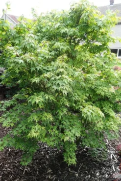 Sekka Yatsubusa Japanese Maple - 3 Gallon Pot -Garden & Outdoors acer palmatum sekka yatsubusa japanese maple 4