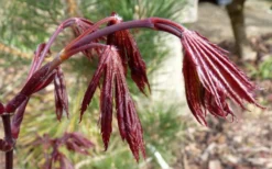 Trompenburg Japanese Maple - 5 Gallon Pot 16 Trompenburg Japanese Maple - 5 Gallon Pot -Garden & Outdoors acer palmatum shirasawanum trompenburg japanese maple 1