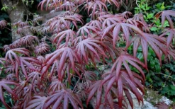 Trompenburg Japanese Maple - 5 Gallon Pot 19 Trompenburg Japanese Maple - 5 Gallon Pot -Garden & Outdoors acer palmatum shirasawanum trompenburg japanese maple 2