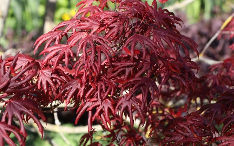 Trompenburg Japanese Maple - 5 Gallon Pot 10 Trompenburg Japanese Maple - 5 Gallon Pot - Image 10