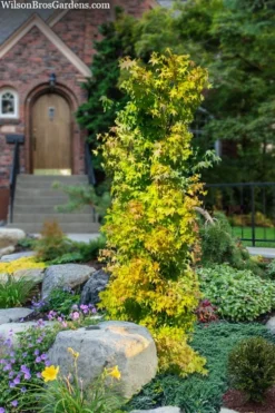 Skyscraper Columnar Japanese Maple - 1 Gallon Pot -Garden & Outdoors acer palmatum skyscraper japanese maple 4