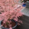 Taylor Pink Japanese Maple - 1 Gallon Pot