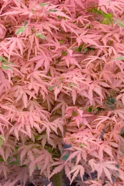 Taylor Pink Japanese Maple - 1 Gallon Pot -Garden & Outdoors acer palmatum taylors pink japanese maple 7