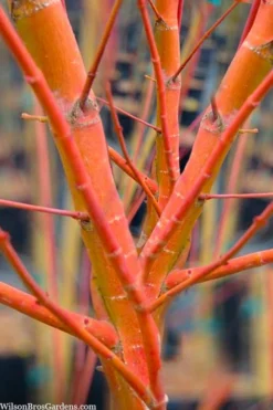 Wild Fire Coral Bark Japanese Maple - 3 Gallon Pot
