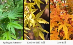 Wild Fire Coral Bark Japanese Maple - 3 Gallon Pot -Garden & Outdoors acer palmatum wildfire 4