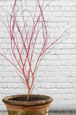 Wild Fire Coral Bark Japanese Maple - 3 Gallon Pot -Garden & Outdoors acer palmatum wildfire 9