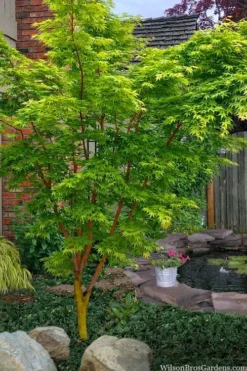 Wild Fire Coral Bark Japanese Maple - 3 Gallon Pot -Garden & Outdoors acer palmatum wildfire coral bark japanese maple 1