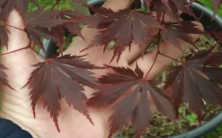 Yasemin Full Moon Japanese Maple - 5 Gallon Pot -Garden & Outdoors acer shirasawanum yaesmin full moon japanese maple 1