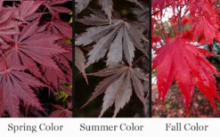 Yasemin Full Moon Japanese Maple - 5 Gallon Pot -Garden & Outdoors acer shirasawanum yasemin full moon japanese maple 10