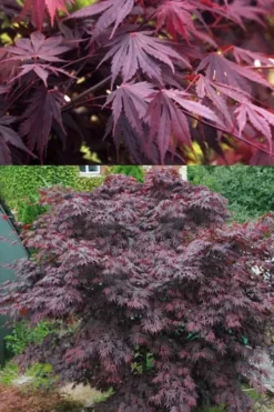 Yasemin Full Moon Japanese Maple - 5 Gallon Pot -Garden & Outdoors acer shirasawanum yasemin full moon japanese maple 5