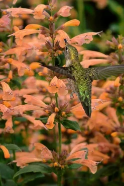 Mango Tango Agastache (Hummingbird Mint) - 5 Pack Of Quart Pots