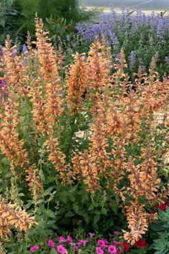 Mango Tango Agastache (Hummingbird Mint) - 5 Pack Of Quart Pots -Garden & Outdoors agastache mango tango hummingbird mint anise hyssop 4