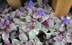 Burgundy Glow Ajuga - Bugleweed - 5-Pack Of 4" Pint Pots -Garden & Outdoors ajuga burgundy glow