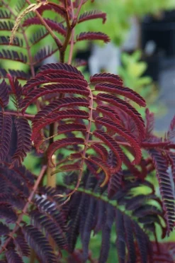 Summer Chocolate Mimosa Tree - 5 Gallon Pot 12 Summer Chocolate Mimosa Tree - 5 Gallon Pot -Garden & Outdoors albizia julibrissin summer chocolate mimosa tree 4