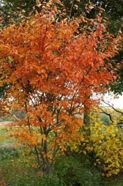 Shadblow Serviceberry Tree (Amelanchier Canadensis) - 5 Gallon Pot 13 Shadblow Serviceberry Tree (Amelanchier Canadensis) - 5 Gallon Pot -Garden & Outdoors amelanchier arborea shadblow serviceberry fall foliage