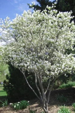 Shadblow Serviceberry Tree (Amelanchier Canadensis) - 5 Gallon Pot 12 Shadblow Serviceberry Tree (Amelanchier Canadensis) - 5 Gallon Pot -Garden & Outdoors amelanchier arborea shadblow serviceberry tree 2