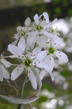Autumn Brilliance Serviceberry Tree - 1 Gallon Pot 13 Autumn Brilliance Serviceberry Tree - 1 Gallon Pot -Garden & Outdoors amelanchier grandiflora autumn brilliance serviceberry 1 1