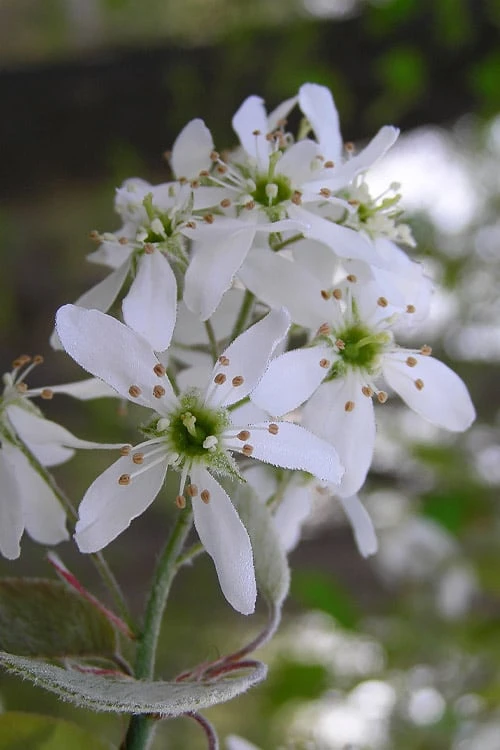 Autumn Brilliance Serviceberry Tree - 1 Gallon Pot 5 Autumn Brilliance Serviceberry Tree - 1 Gallon Pot - Image 5