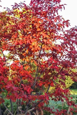 Autumn Brilliance Serviceberry Tree - 3 Gallon Pot -Garden & Outdoors amelanchier grandiflora autumn brilliance serviceberry 3