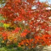 Autumn Brilliance Serviceberry Tree - 1 Gallon Pot