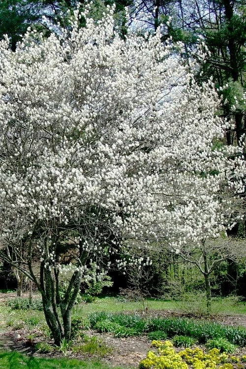 Autumn Brilliance Serviceberry Tree - 1 Gallon Pot 8 Autumn Brilliance Serviceberry Tree - 1 Gallon Pot - Image 8