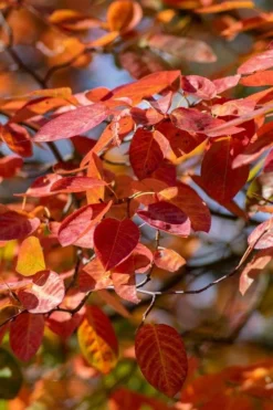 Autumn Brilliance Serviceberry Tree - 3 Gallon Pot -Garden & Outdoors amelanchier grandiflora autumn brilliance serviceberry 9