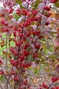 Brilliantissima Aronia (Red Chokeberry) - 3 Gallon Pot -Garden & Outdoors aronia arbutifolia brilliantissima red chokeberry 2