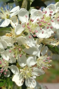 Brilliantissima Aronia (Red Chokeberry) - 3 Gallon Pot -Garden & Outdoors aronia arbutifolia brilliantissima red chokeberry 5