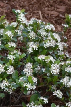 Low Scape Mound Aronia - 3 Gallon Pot -Garden & Outdoors aronia low scape mound 10