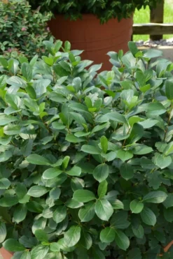 Low Scape Mound Aronia - 3 Gallon Pot -Garden & Outdoors aronia low scape mound 13