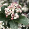 Low Scape Mound Aronia - 3 Gallon Pot