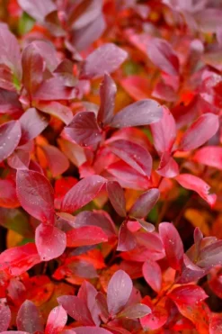 Low Scape Mound Aronia - 3 Gallon Pot -Garden & Outdoors aronia low scape mound 15