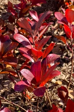 Low Scape Mound Aronia - 3 Gallon Pot -Garden & Outdoors aronia low scape mound 3