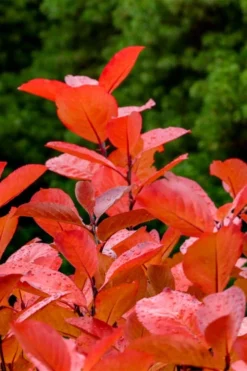 Black Chokeberry Bush (Aronia Melanocarpa ) - 3 Gallon Pot -Garden & Outdoors aronia melanocarpa black chokeberry bush 10