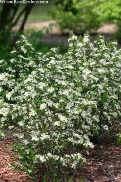 Black Chokeberry Bush (Aronia Melanocarpa ) - 3 Gallon Pot -Garden & Outdoors aronia melanocarpa black chokeberry bush 11