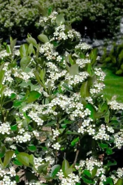 Black Chokeberry Bush (Aronia Melanocarpa ) - 3 Gallon Pot -Garden & Outdoors aronia melanocarpa black chokeberry bush 2
