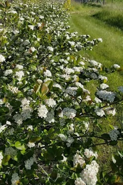 Black Chokeberry Bush (Aronia Melanocarpa ) - 3 Gallon Pot -Garden & Outdoors aronia melanocarpa black chokeberry bush 4