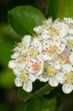 Black Chokeberry Bush (Aronia Melanocarpa ) - 3 Gallon Pot -Garden & Outdoors aronia melanocarpa black chokeberry bush 6