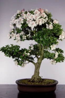 Joga Satsuki Azalea - 3 Gallon Pot -Garden & Outdoors azalea