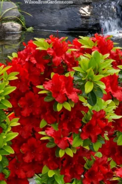 Buccaneer Red Azalea (Glenn Dale Hydrid) - 2 Gallon Pot -Garden & Outdoors azalea buccaneer 2